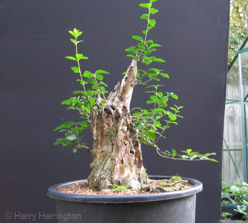Large Privet Bonsai Progression 